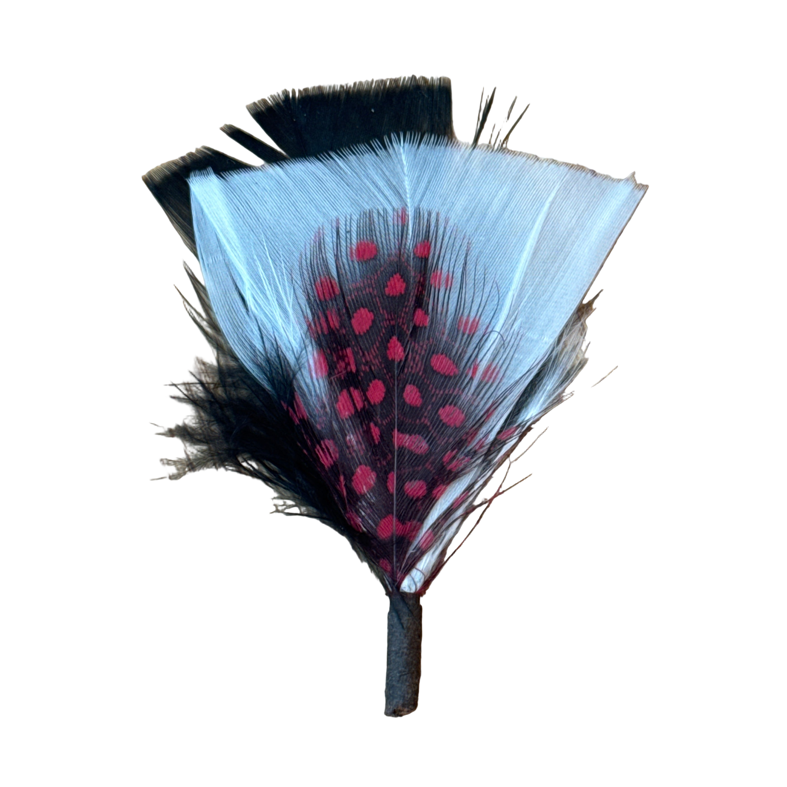San Diego - Hat Feather
